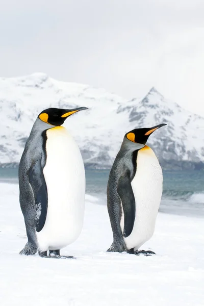 Pingouins Royaux Rôdant Sur Plage Enneigée Île Géorgie Sud Antarctique — Photo