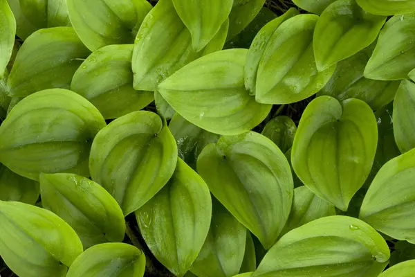 Grappe Feuilles Vert Vif Plein Cadre — Photo