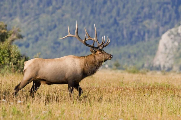 Wild Elk Antlers Standing Grassland Alberta Canada — Stock Photo, Image