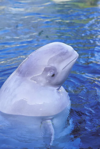 Balena Beluga Che Sbircia Dall Acqua Blu Primo Piano — Foto Stock