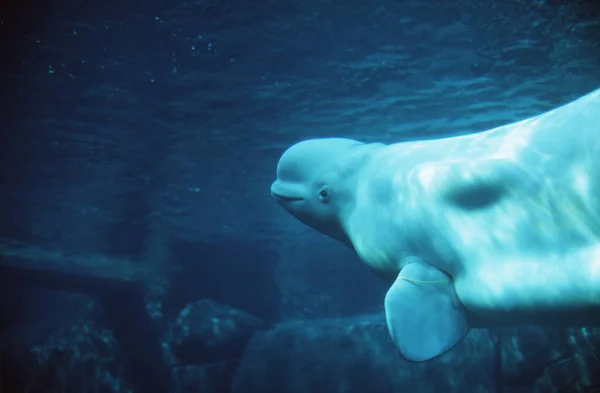 Beluga Walvis Onderwater Zwemmen Vancouver Aquarium British Columbia Canada — Stockfoto