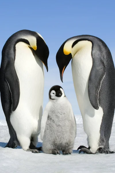 Emperor Penguins Bending Chick Snow Hill Island Antarctic Peninsula — Stock Photo, Image