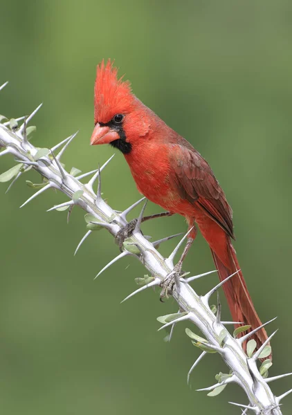 Cardinal Nord Perché Sur Branche Ocotillo Avec Des Épines — Photo