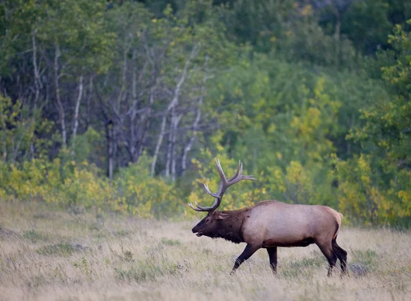 Side View Wild Elk Antlers Walking Forest Alberta Canada — Stock Photo, Image