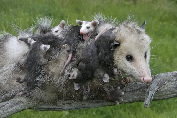 Opossum Femelle Opossum Accroché Joeys Sur Branche Arbre Dans Prairie — Photo