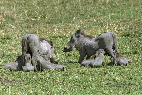 アフリカの緑の草の上に子豚を看護イボイノシシ — ストック写真