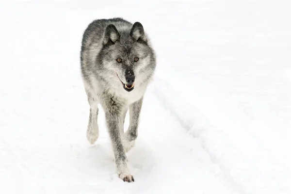 Lobo Hembra Adulto Caminando Sobre Fondo Blanco Nevado —  Fotos de Stock