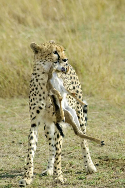 Cheetah Carrying Gazelle Prey Meadow Masai Mara Reserve Kenya East — Stock Photo, Image
