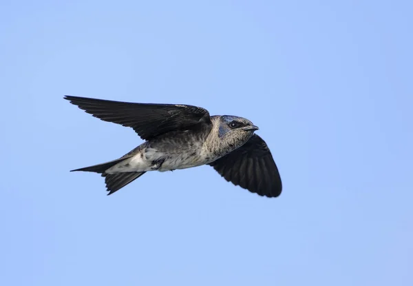 Purple Martin Swallow Flying Wings Outstretched Blue Sky — Stock Photo, Image