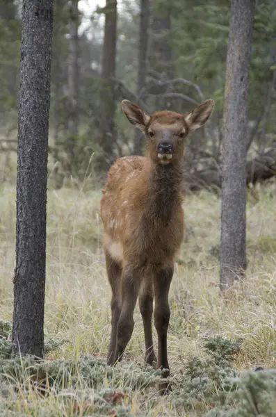 Sapi Liar Berdiri Taman Nasional Jasper Alberta Kanada — Stok Foto