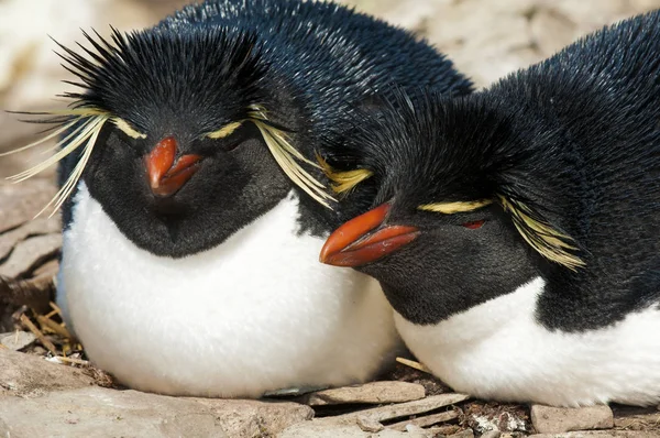 Detail Chovatelské Dvojice Rockhopper Tučňáků Falklandské Ostrovy Jižní Atlantský Oceán — Stock fotografie