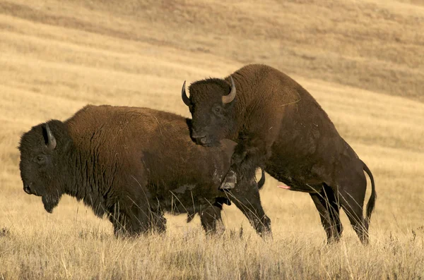 Bisons Américains Accouplant Sur Des Prairies Dans Parc National Wind — Photo