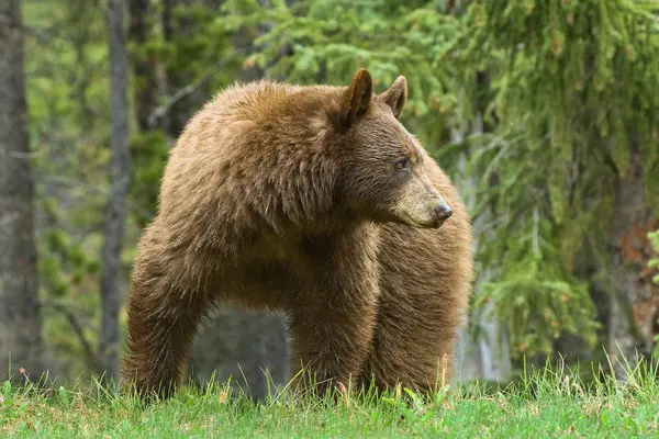 Американский Черный Медведь Корицей Пасущийся Придорожной Траве Скалистых Горах Альберта — стоковое фото