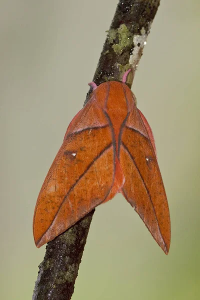 熱帯林の枝に腰掛けエキゾチックな蛾のクローズ アップ — ストック写真