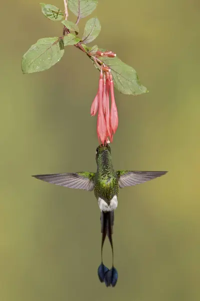 Colibrí Cola Raqueta Con Botas Rufas Volando Mientras Alimenta Planta — Foto de Stock