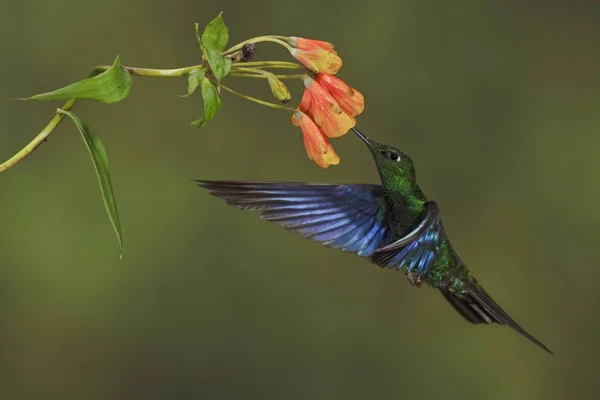 Great Sapphirewing Hummingbird Flying Feeding Flowers Side View — Stock Photo, Image