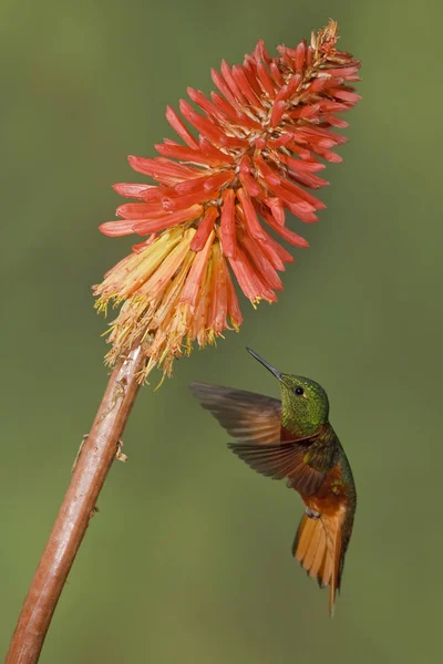 Colibri Poitrine Châtaignier Nourrissant Fleurs Tropicales Volant — Photo