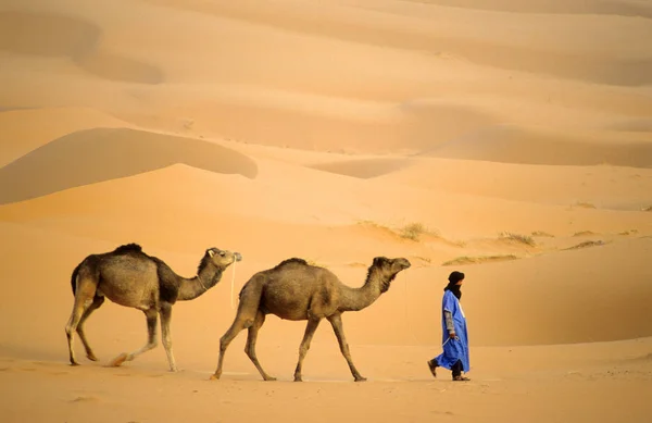 Tuaregský Pastevec Vede Své Velbloudy Vodě Saharská Poušť Maroko Afrika — Stock fotografie