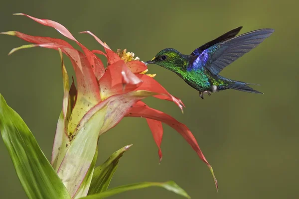 Σμαράγδι Bellied Woodnymph Σίτιση Στο Λουλούδι Ενώ Πετούσε Στο Δάσος — Φωτογραφία Αρχείου