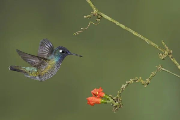 Violet Headed Hummingbird Feeding Flowers While Flying Forest — Stock Photo, Image