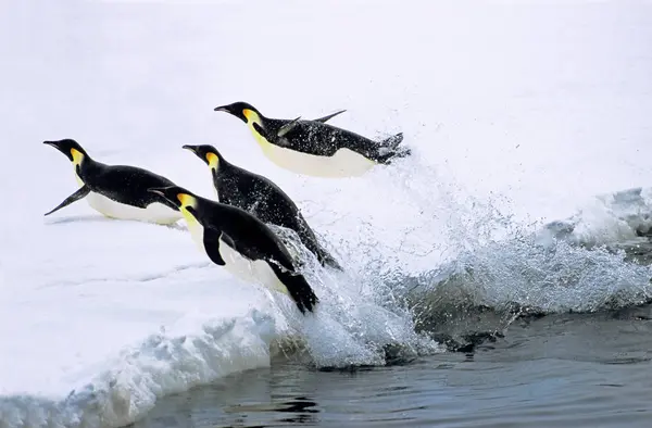 Pinguini Imperatore Ritorno Sulla Riva Dopo Foraggiamento Weddell Sea Antartide — Foto Stock