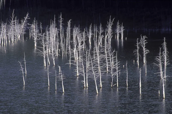 Arbres Morts Dans Lac Barré Lumière Soir Dans Montana Usa — Photo
