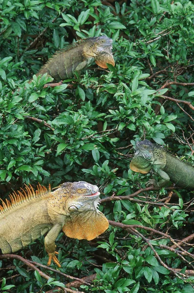 Grüne Leguane Laub Bei Muelle Costa Rica — Stockfoto