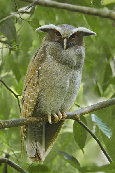 Chouette Crête Perchée Sur Une Branche Près Équateur Amazonien — Photo