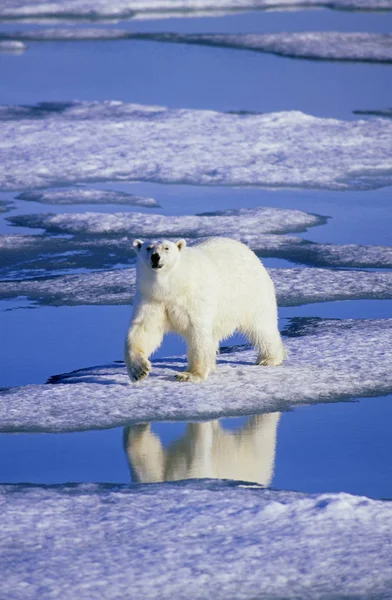 Ijsbeer Jacht Smeltend Ijs Van Spitsbergen Eilandengroep Arctic Noorwegen — Stockfoto