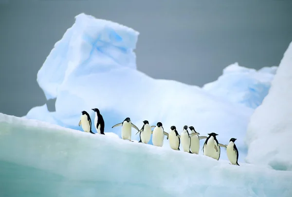 Пингвины Адели Отдыхают Леднике Антарктическом Полуострове — стоковое фото