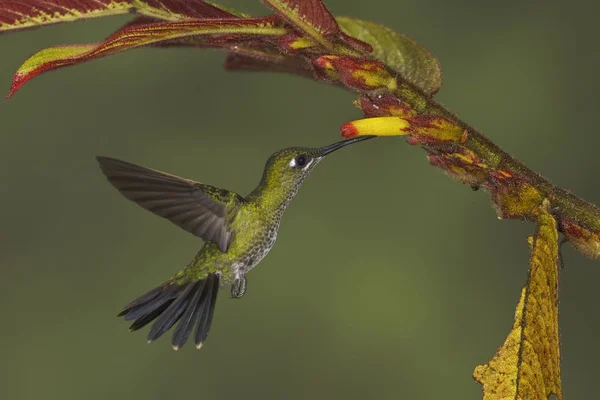 Colibrì Brillante Coronato Verde Che Nutre Fiore Mentre Vola Primo — Foto Stock