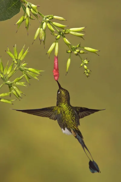 Çiçekli Tesisi Tropikal Ormanda Beslerken Uçan Pas Çizme Raket Kuyruklu — Stok fotoğraf