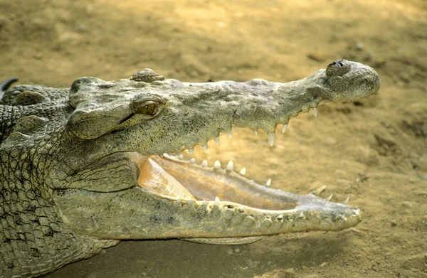 Amerikansk Krokodil Sola Flodstranden Panama Centralamerika — Stockfoto