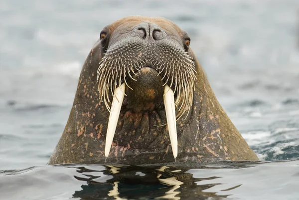 Atlantic Walrus Water Svalbard Archipelago Arctic Norway — Stock Photo, Image
