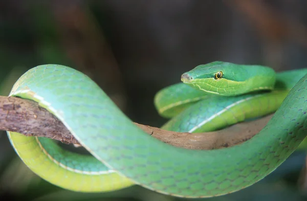 Serpente Papagaio Verde Ramo Árvore Floresta Costa Rica — Fotografia de Stock