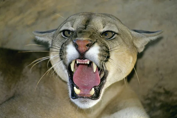 Cougar Aggressive Threat Close Portrait — Stock Photo, Image