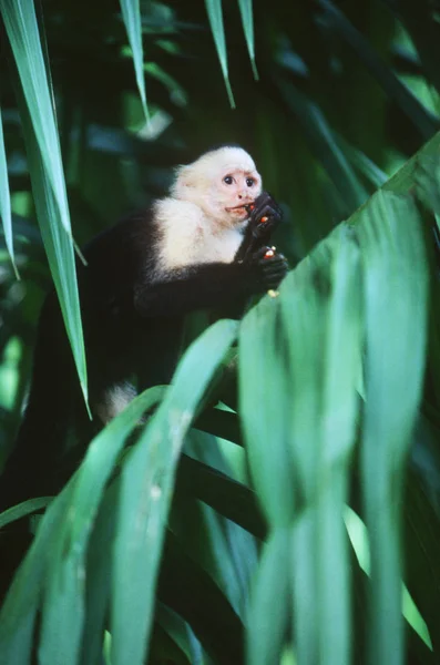 Capuchinho Rosto Branco Sentado Folhagem Verde Floresta Costa Rica — Fotografia de Stock