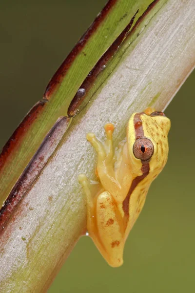 Yellow Frog Perched Branch Ecuador — Stock Photo, Image