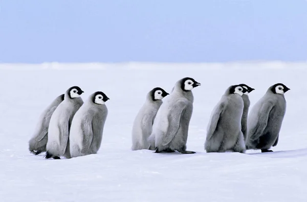 Emperor Penguin Chicks Walking Snow Weddell Sea Antarctica — Stock Photo, Image
