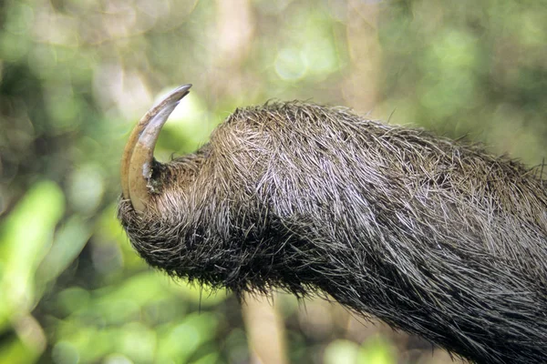 Передние Когти Бледно Горлом Трехпалом Ленивце Естественной Среде Обитания Панамы — стоковое фото