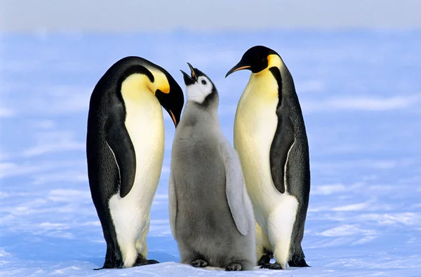 Cesarza Penguins Dbanie Chick Morze Weddella Antarktyda — Zdjęcie stockowe