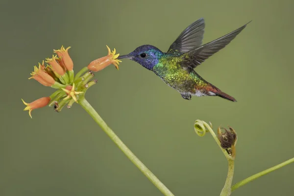 Golden Tailed Sapphire Hummingbird Feeding Flowers While Flying Forest — Stock Photo, Image