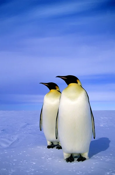 Imperador Pinguins Andando Paisagem Nevada Mar Weddell Antártida — Fotografia de Stock