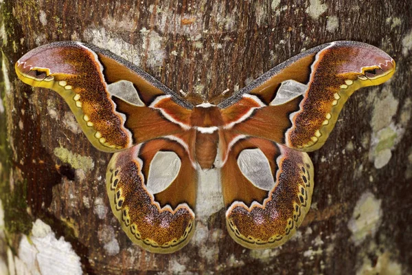 在厄瓜多尔 Tandayapa 山谷栖息在树干上的大蛾 — 图库照片