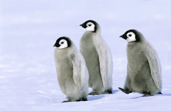 Kaiserpinguin Küken Auf Schnee Hochzeitsmeer Antarktis — Stockfoto