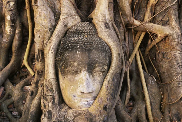 Cabeça Buda Entrelaçada Nas Raízes Banyan Tree Wat Mahathat Ayuthaya — Fotografia de Stock