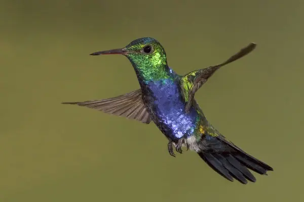 Violet Bellied Hummingbird Hovering Wings Outdoors — Stock Photo, Image