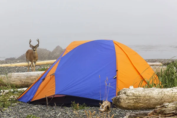 Buck Svart Tailed Rådjur Turistiska Tält Nuchatlitz Provincal Park Vancouver — Stockfoto
