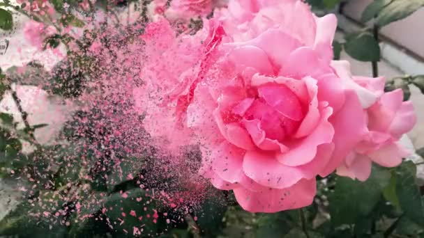 Pink Rose Dust Dispersion Effect — Stock Video