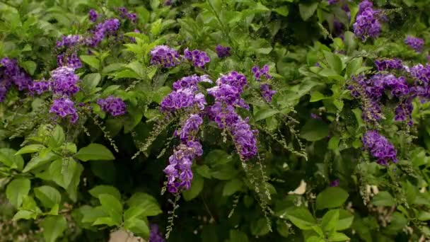 Stuifmeel Van Violette Bloemen — Stockvideo